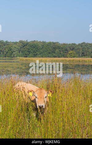 Piemonteser Rinder Kühe trinken in Natur See Stockfoto