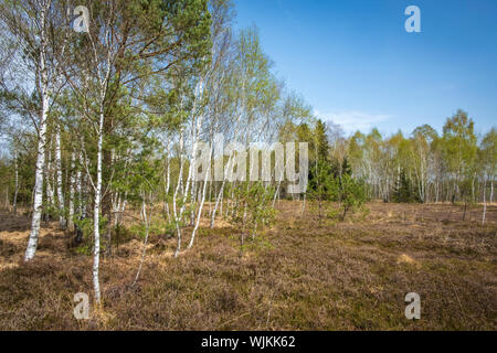 Wandern im Naherholungsgebiet Vogelparadies Weidmoos, Salzburg, Österreich Stockfoto