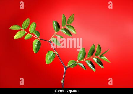 Grüne Pflanze mit Blättern Studio über lebhaft roten Hintergrund erschossen Stockfoto