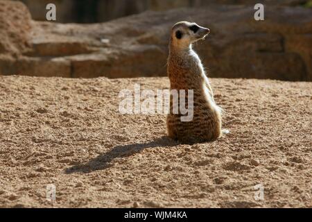 Madagaskar Suricata auf eine goldene orange Ton-Landschaft Stockfoto