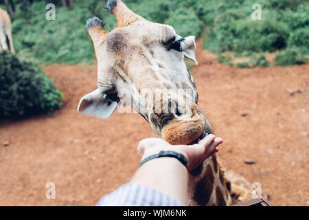 Die Giraffe Center befindet sich in Lang' ata gelegen, etwa 20 Kilometer von der Innenstadt von Nairobi, Kenia. Es wurde gegründet, um die e zu schützen. Stockfoto