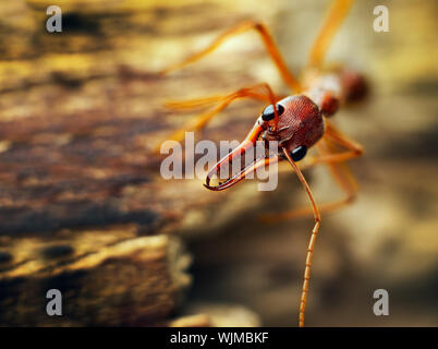 Eine riesige Bulldog Ameise (Myrmecia Brevinoda) aus dem tropischen Regenwald von Australien. Eine der größten Ameisen der Welt Stockfoto