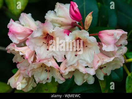 Ein Makro geschossen von Einige rosa Rhododendron bush Blüten. Stockfoto