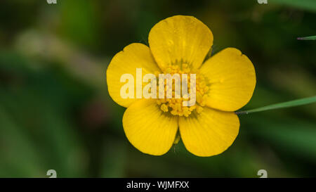 Eine Makroaufnahme eines Buttercup blühen. Stockfoto
