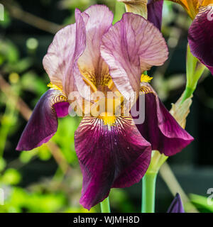 Eine Makroaufnahme einer purpurroten bärtigen Iris blüht. Stockfoto