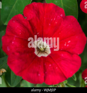Eine Makroaufnahme eines roten Petunien blühen. Stockfoto