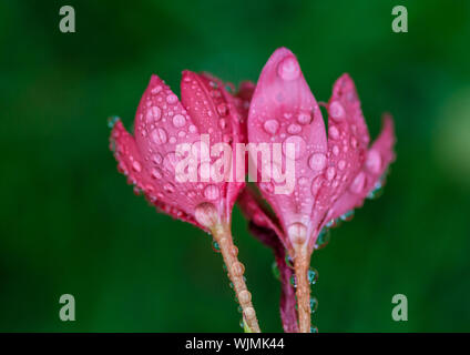 Eine Makroaufnahme von einigen Regentropfen auf die Blütenblätter einer rosa River Lily. Stockfoto