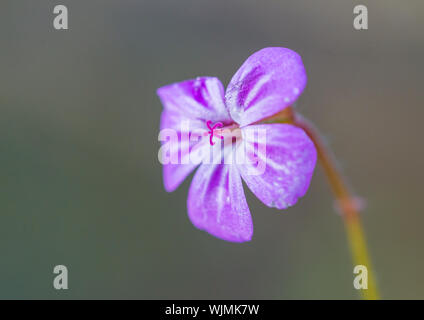 Eine Makroaufnahme der kleinen rosa Blüte einer herb Robert Plant. Stockfoto