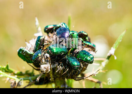 Gruppe der Käfer von Cetonia aurata in Montenegro Stockfoto