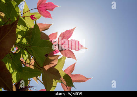 Blatt der Amerikanischen storax Baum close-up. Detaillierte Oberfläche durch Sonnenlicht beleuchtet. Lila Farben auf Blatt und Himmel im Hintergrund. Stockfoto