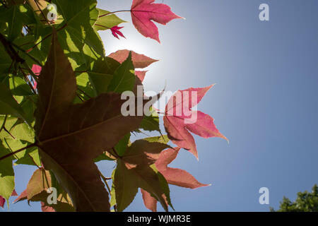 Blatt der Amerikanischen storax Baum close-up. Detaillierte Oberfläche durch Sonnenlicht beleuchtet. Lila Farben auf Blatt und Himmel im Hintergrund. Stockfoto