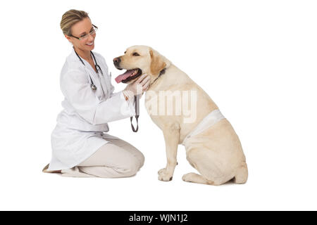 Ziemlich Tierarzt petting gelben Labrador Hund auf weißem Hintergrund Stockfoto