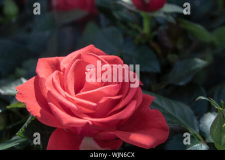 Close up Schießen der Roten tropicana Rose Blume. Unscharfer Hintergrund. Stockfoto