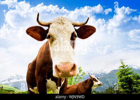 Kuh, Bauernhof Tier in den französischen Alpen, Abondance Rennen Kuh, savy, Beaufort Sur Doron Stockfoto