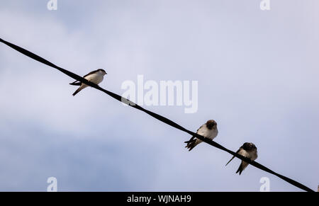 Herde von rauchschwalben, die sich auf die Stromleitungen mit einem blauen Himmel im Hintergrund Stockfoto