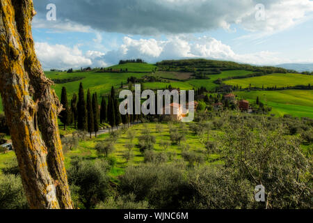 Grüne Landschaft der Toskana in Italien. Witthered Baumrinde im Vordergrund Stockfoto