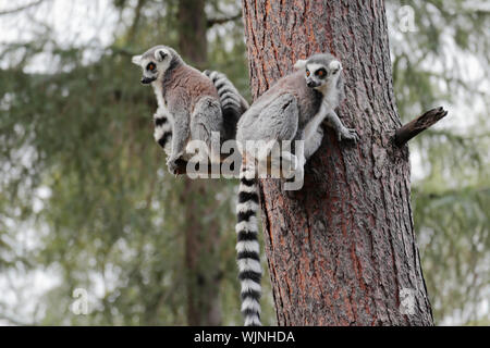 Zwei Ring Tailed Lemurs - Lemur catta-L. catta - auf einer Pine Tree Trunk mit markanten Rinde Textur Stockfoto