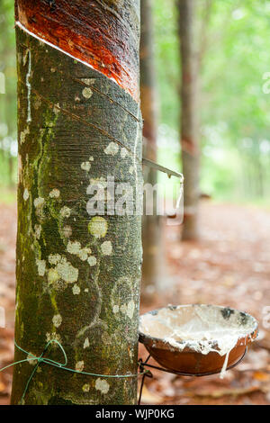 Latex wird aus einer Gewindebohrung Gummibaum in Vietnam gesammelt Stockfoto