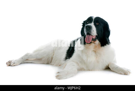 reinrassige Landseer vor weißem Hintergrund Stockfoto