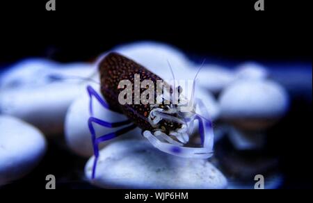 Hummel Garnelen - Gnathophyllum elegans entdeckt Stockfoto