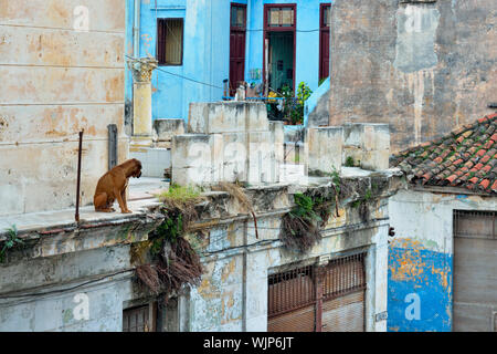Street Fotografie im Zentrum von Havanna - ein Hund schaut von der zweiten Geschichte auf die Calle Escobar, La Habana (Havanna), Havanna, Kuba Stockfoto