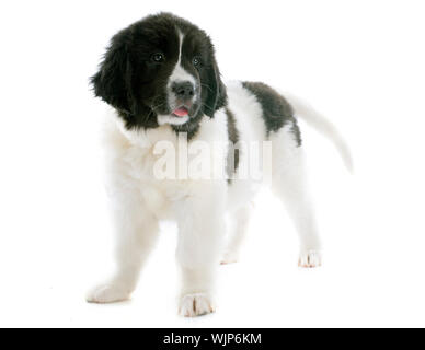reinrassige Welpen Landseer vor weißem Hintergrund Stockfoto