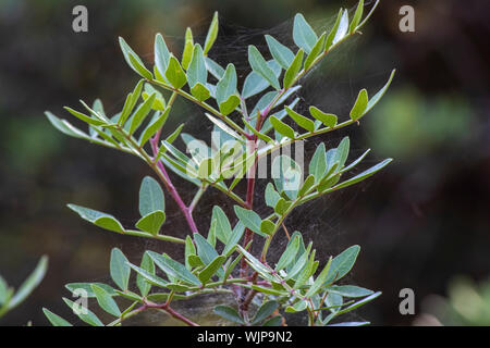 Nahaufnahme der Blätter der Amorpha Anlage. Stockfoto