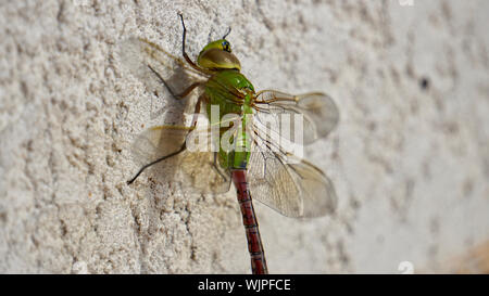 Anisoptera Anax Junius, Green Darner Dragonfly, weiblich oder damselfly, oder gemeinsame Green darner. Geflügelte Insekt auf weißem Stuck Oberfläche. Stockfoto