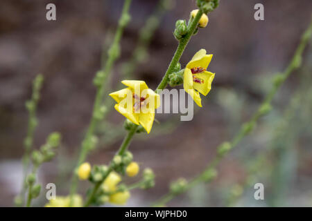 In der Nähe von Twiggy königskerze Anlage. Gelb. Unscharfer Hintergrund. Stockfoto