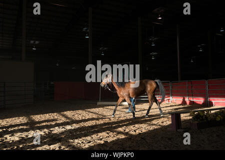 Pferd auf Herz und Nieren in einer Hürde an der San Antonio lieferbar Zeige und Rodeo in San Antonio, Texas, Stockfoto