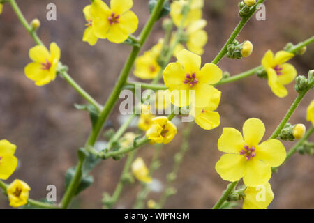Nahaufnahme der molène blattaria Anlage. Gelb. Stockfoto