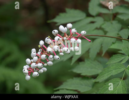 Actaea pachypoda oder. Actaea alba oder Weiße baneberry Obst in Muskoka Ontario im Spätsommer Stockfoto