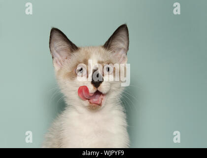 Seal Point Siam Kätzchen mit schwarzen Nase lecken. Licht Teal Green Hintergrund. Stockfoto