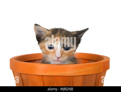 Adorable schildpatt Kätzchen in einem orange halloween Herbst Warenkorb oben sitzen, mit Blick auf Viewer. Auf weiß isoliert. Tier Mätzchen. Stockfoto