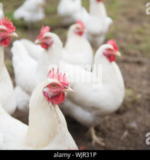 Mehrere weiße Huhn zu Fuß auf der Wiese Stockfoto