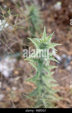 Gemeinsame goldene Distel Pflanze wurde von oben genommen. Stockfoto