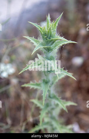 Gemeinsame goldene Distel Pflanze wurde von oben genommen. Stockfoto