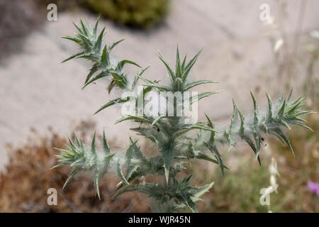 Gemeinsame goldene Distel Pflanze wurde von oben genommen. Stockfoto