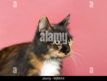 Profil von einem entzückenden Calico Cat für die Zuschauer auf der Suche nach rechts mit dunkel rosa Hintergrund Kopie Raum. Tier Mätzchen. Stockfoto