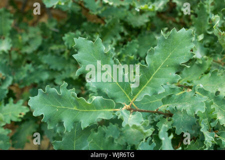 Nahaufnahme der Blätter der Pflanze Quercus dentata. Stockfoto