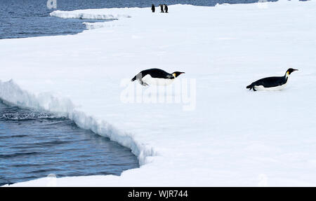 Kaiserpinguine (Aptenodytes forsteri) springen aus dem Wasser auf das Eis im Weddellmeer, Antarktis Stockfoto