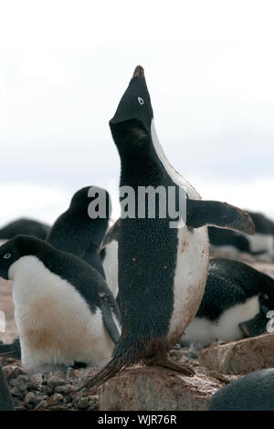 Adelie Penguin (Pygoscelis Adeliae) fordert Petermann Island, Antarktis Stockfoto