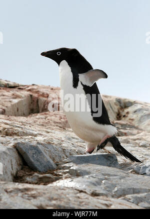 Adelie penguin (pygoscelis adeliae) auf Petermann Island in der Antarktis Stockfoto