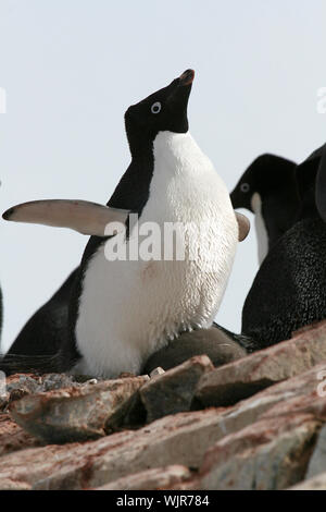 Adelie penguin (pygoscelis adeliae) auf Petermann Island in der Antarktis Stockfoto