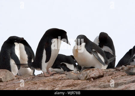 Adelie Penguin (Pygoscelis Adeliae) Gruß an seine Gattin auf Petermann Island, Antarktis Stockfoto