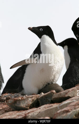 Adelie penguin Pygoscelis adeliae) auf Petermann Island in der Antarktis Stockfoto