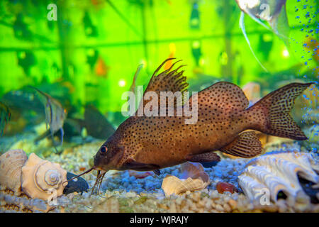 Aquarium Hintergrund mit Wels Stockfoto