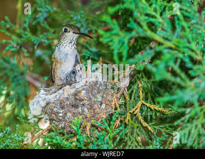 Weibliche Breiten-tailed Kolibri (Selasphorus platycercus) mit Jungen im Nest von Rocky Mountain Wacholder, Castle Rock Colorado USA. Foto im Juli. Stockfoto