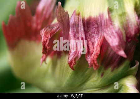 Tulip Stockfoto