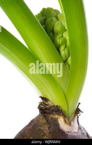 Hyazinthe mit Boden- und Root System isoliert auf dem weißen backgro Stockfoto